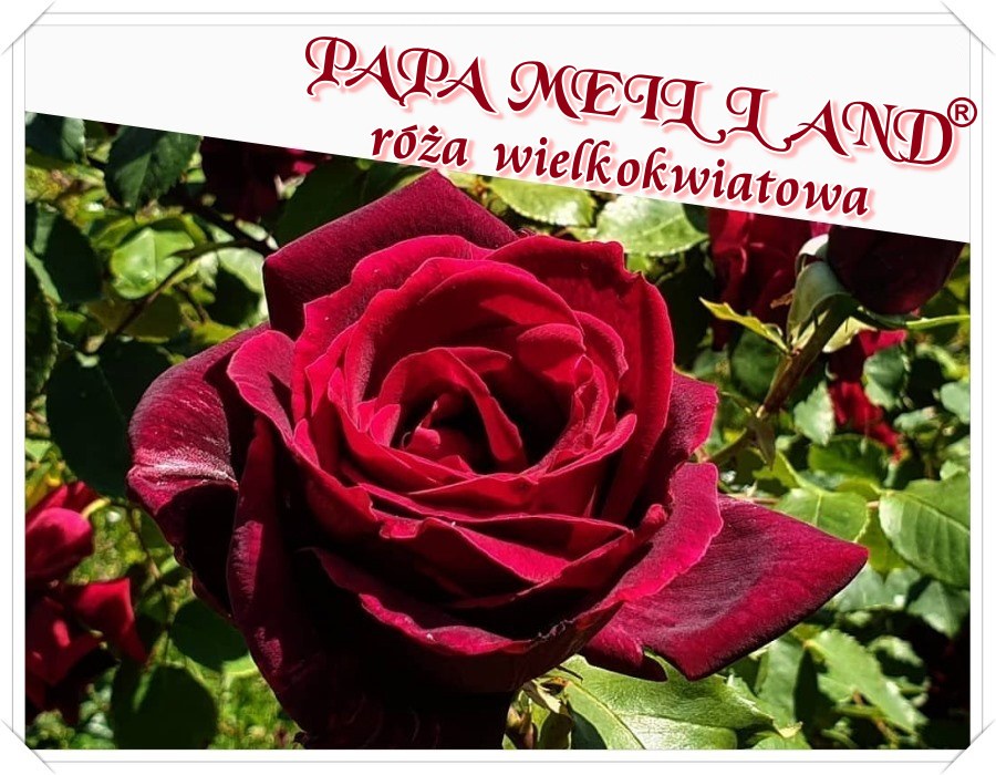 Papa Meilland róża wielkokwiatowa